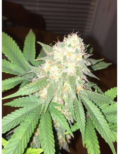 DINAFEM - Critical Kush 5 WYPRZEDAŻ - 2