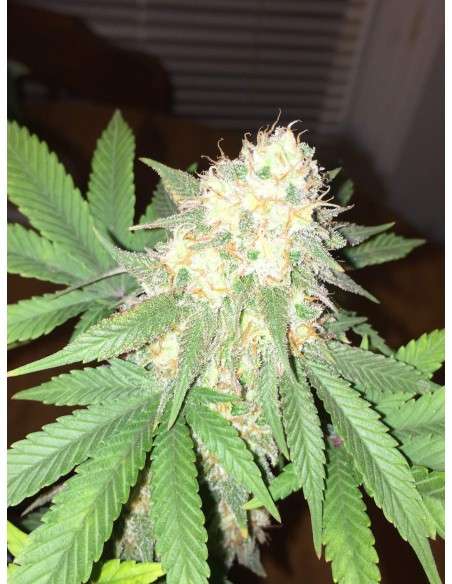 DINAFEM - Critical Kush 5 WYPRZEDAŻ - 2