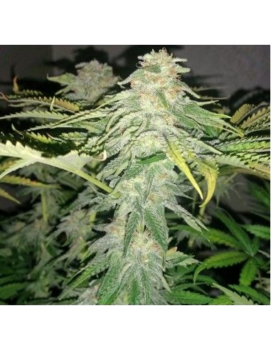 DINAFEM - Critical Kush 5 WYPRZEDAŻ - 3