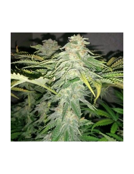 DINAFEM - Critical Kush 5 WYPRZEDAŻ - 3