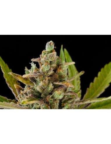 DINAFEM - Critical Kush 5 WYPRZEDAŻ - 4