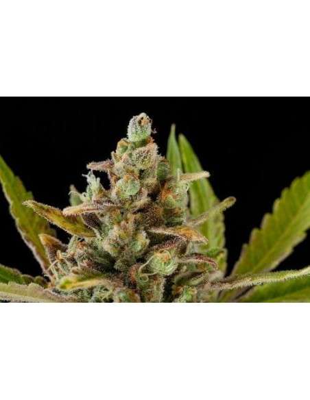 DINAFEM - Critical Kush 5 WYPRZEDAŻ - 4