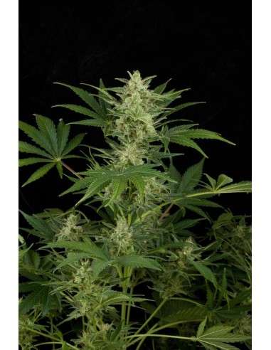 DINAFEM - Critical Jack Auto 5 WYPRZEDAŻ - 1