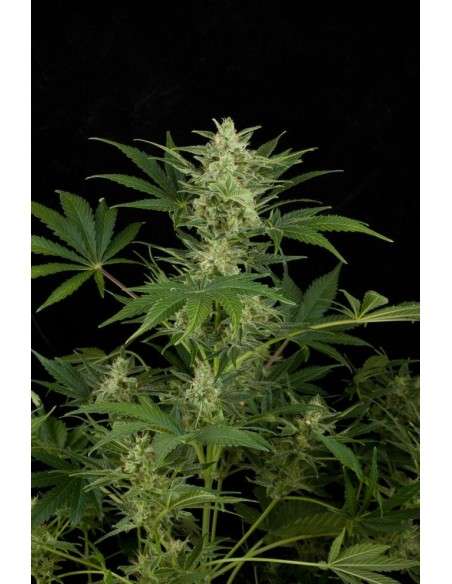 DINAFEM - Critical Jack Auto 5 WYPRZEDAŻ - 1