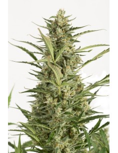 DINAFEM - Critical Jack Auto 5 WYPRZEDAŻ - 1 2