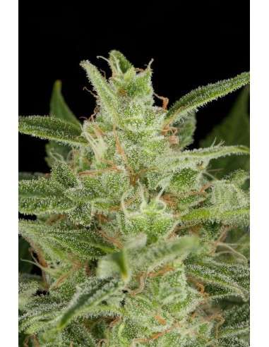 DINAFEM - Critical Jack Auto 5 WYPRZEDAŻ - 3