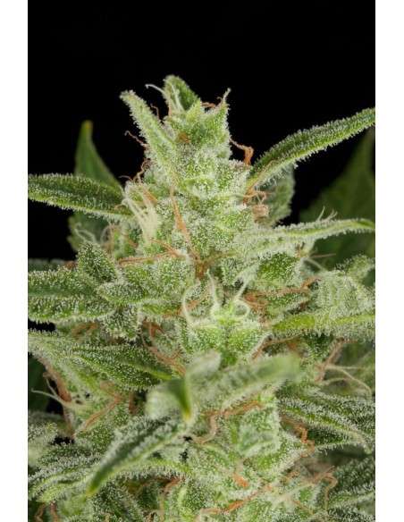 DINAFEM - Critical Jack Auto 5 WYPRZEDAŻ - 3