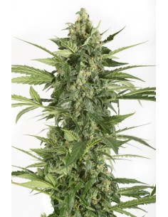 DINAFEM - Blue Cheese Auto 3 WYPRZEDAŻ - 1