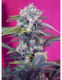 SWEET SEEDS - Cream Mandarine Auto - 1