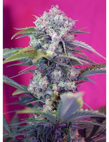 SWEET SEEDS - Cream Mandarine Auto - 1