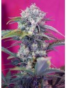 SWEET SEEDS - Cream Mandarine Auto - 1
