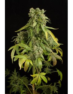 DINAFEM - Blue Cheese Auto 3 WYPRZEDAŻ - 1 2
