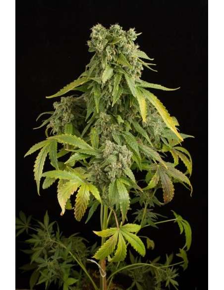 DINAFEM - Blue Cheese Auto 3 WYPRZEDAŻ - 2