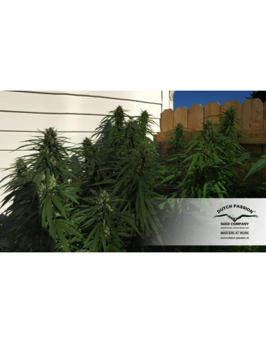 DUTCH PASSION - Durban Poison - 12