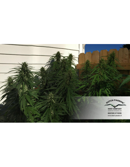 DUTCH PASSION - Durban Poison - 12
