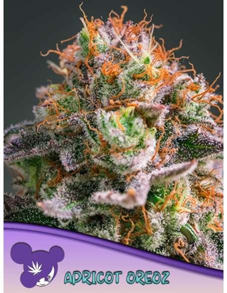 Anesia Seeds - Apricot Oreoz - 1