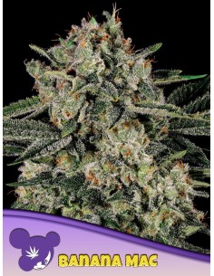 Anesia Seeds - Banana MAC - 1