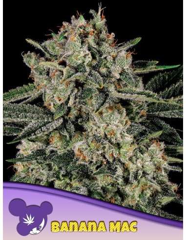 Anesia Seeds - Banana MAC - 1