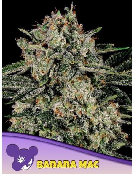 Anesia Seeds - Banana MAC - 1