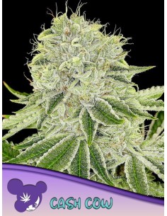 Anesia Seeds - Cash Cow - 1