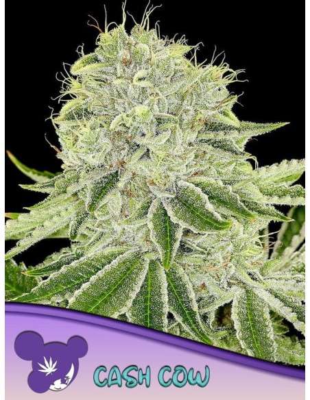 Anesia Seeds - Cash Cow - 1