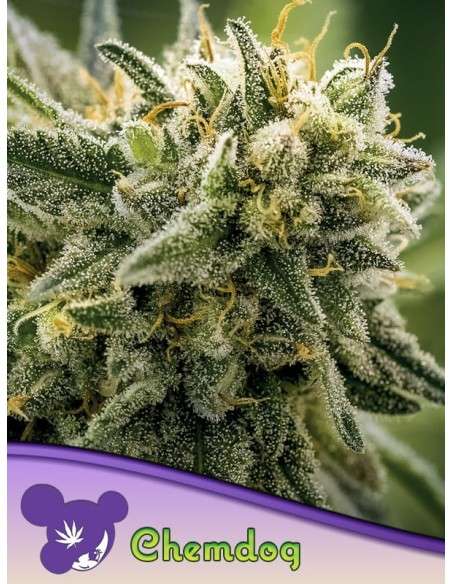 Anesia Seeds - Chemdog - 1