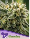 Anesia Seeds - Chemdog - 1