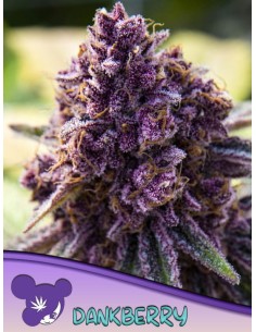 Anesia Seeds - Dankberry - 1