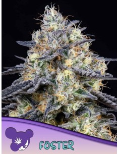 Anesia Seeds - Foster - 1