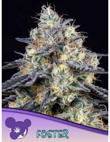 Anesia Seeds - Foster - 1