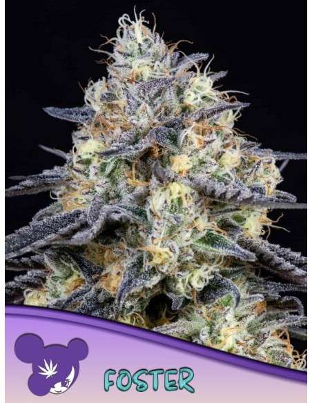 Anesia Seeds - Foster - 1