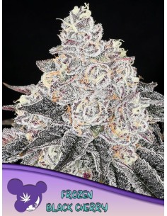 Anesia Seeds - Frozen Black Cherry - 1
