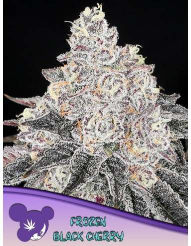 Anesia Seeds - Frozen Black Cherry - 1