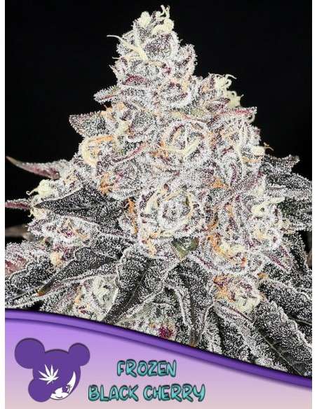 Anesia Seeds - Frozen Black Cherry - 1