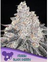 Anesia Seeds - Frozen Black Cherry - 1
