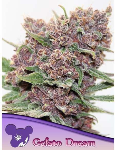 Anesia Seeds - Gelato Dream - 1
