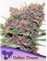 Anesia Seeds - Gelato Dream - 1