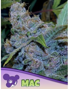 Anesia Seeds - MAC - 1