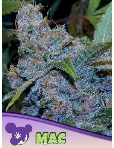 Anesia Seeds - MAC - 1