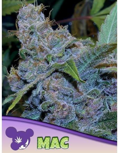 Anesia Seeds - MAC - 1