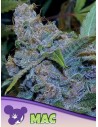 Anesia Seeds - MAC - 1