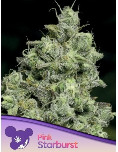 Anesia Seeds - Pink Starburst - 1