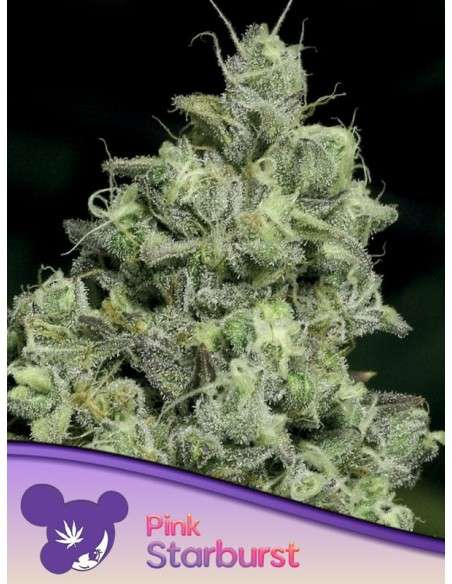 Anesia Seeds - Pink Starburst - 1
