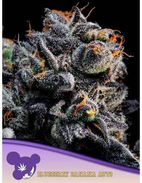 Anesia Seeds - Auto Blueberry Banana - 1