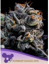 Anesia Seeds - Auto Blueberry Banana - 1