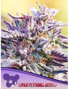 Anesia Seeds - BubbleGum Auto - 1