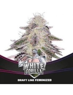 BSF SEEDS - White Gorilla - 1