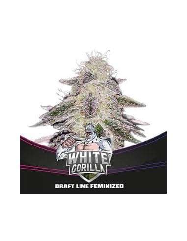 BSF SEEDS - White Gorilla - 1