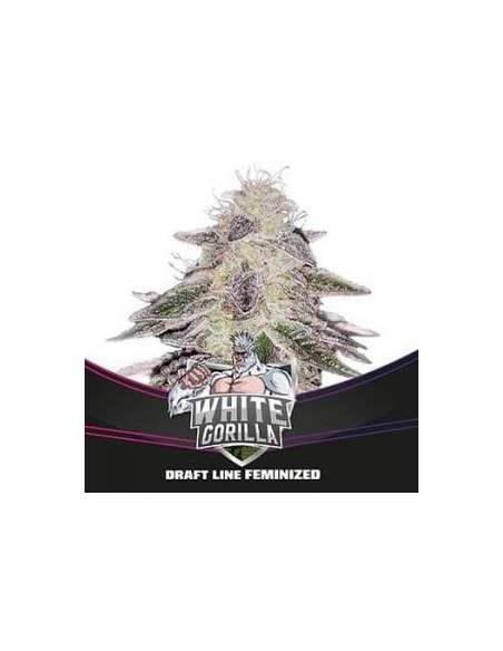 BSF SEEDS - White Gorilla - 1