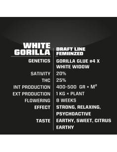 BSF SEEDS - White Gorilla - 1 2